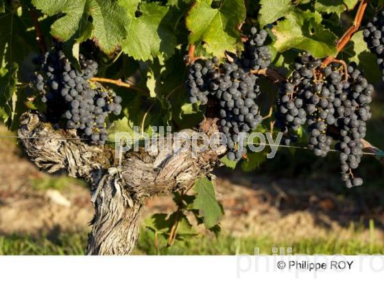 Grappe - Vignoble Bordelais (33V29839.jpg)