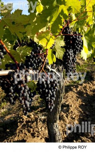 Grappe - Vignoble Bordelais (33V29901.jpg)