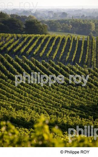 Paysage viticole - Vignoble Bordelais (33V29903.jpg)