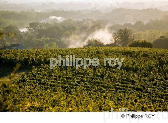 Paysage viticole - Vignoble Bordelais (33V29904.jpg)