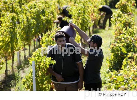 Vendanges - Vignoble Bordelais (33V30132.jpg)