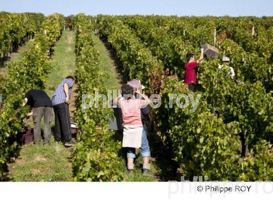 Vendanges - Vignoble Bordelais (33V30135.jpg)