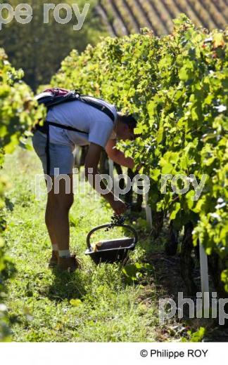 Vendanges - Vignoble Bordelais (33V30138.jpg)