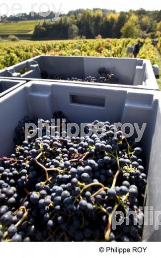 Vendanges - Vignoble Bordelais (33V30139.jpg)