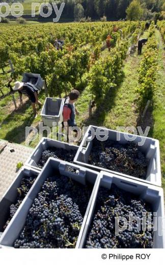 Vendanges - Vignoble Bordelais (33V30201.jpg)