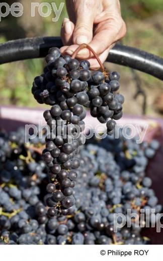 Vendanges - Vignoble Bordelais (33V30202.jpg)