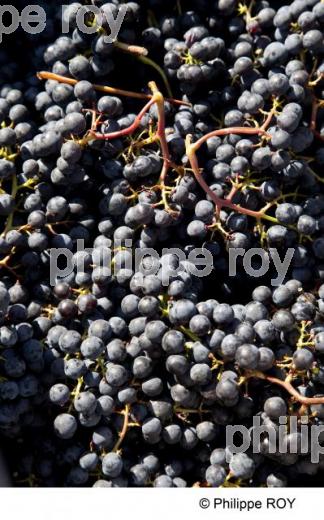 Vendanges - Vignoble Bordelais (33V30203.jpg)