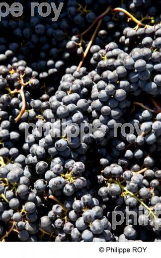 Vendanges - Vignoble Bordelais (33V30204.jpg)