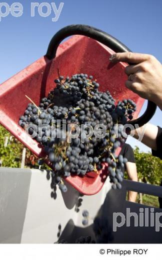 Vendanges - Vignoble Bordelais (33V30205.jpg)