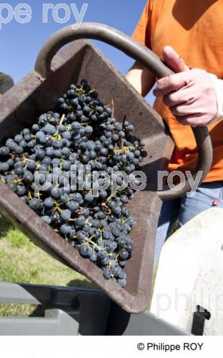 Vendanges - Vignoble Bordelais (33V30206.jpg)