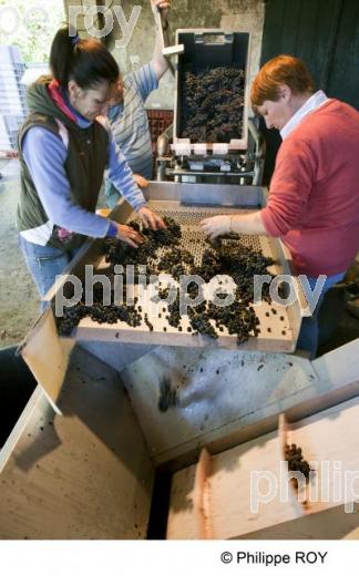 Vendanges - Vignoble Bordelais (33V30207.jpg)