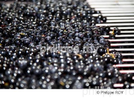 Vendanges - Vignoble Bordelais (33V30210.jpg)