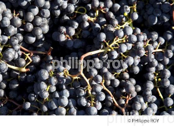 Vendanges - Vignoble bordelais (33V30226.jpg)