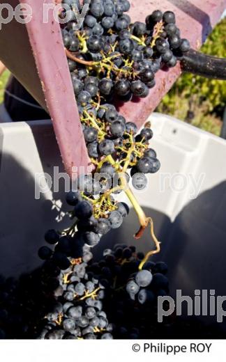 Vendanges - Vignoble bordelais (33V30227.jpg)