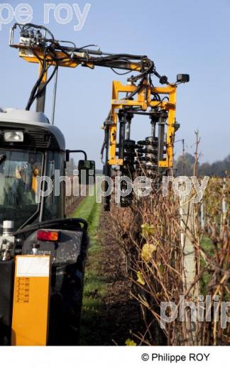 Enherbement  vigne (33V30230.jpg)