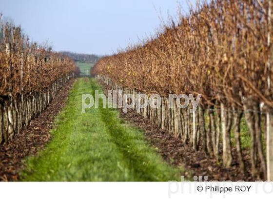 Enherbement  vigne (33V30321.jpg)