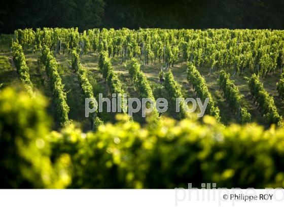 Vignoble de Bordeaux, Fronsac (33V30928.jpg)