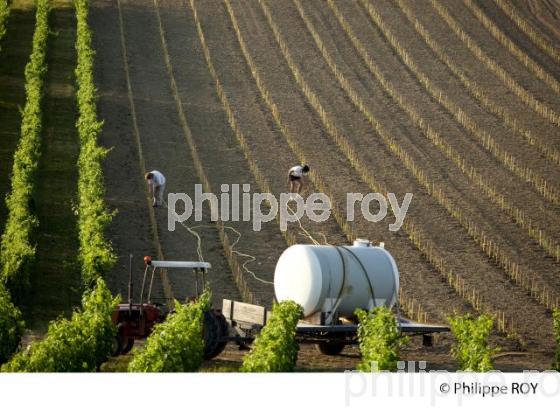 Plantation vigne, Vignoble de Bordeaux (33V30933.jpg)