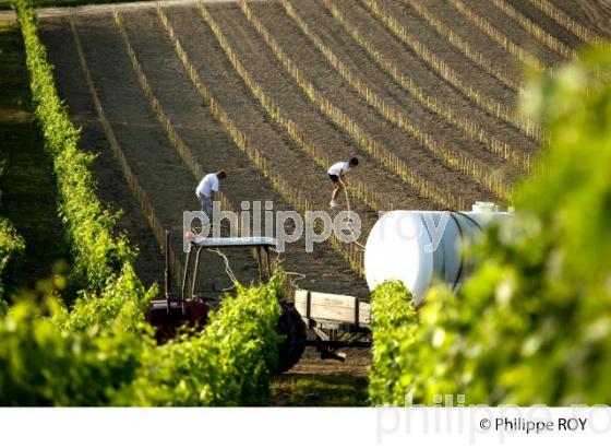 Plantation vigne, Vignoble de Bordeaux (33V30934.jpg)