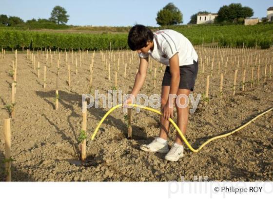 Plantation vigne, Vignoble de Bordeaux (33V30935.jpg)
