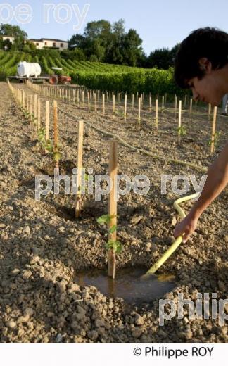 Plantation vigne, Vignoble de Bordeaux (33V30937.jpg)