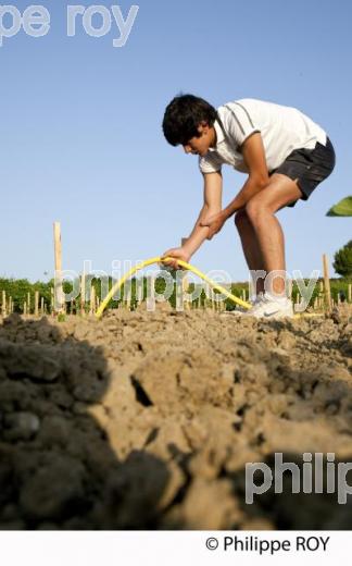 Plantation vigne, Vignoble de Bordeaux (33V30938.jpg)