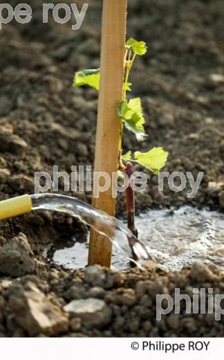 Plantation vigne, Vignoble de Bordeaux (33V30940.jpg)