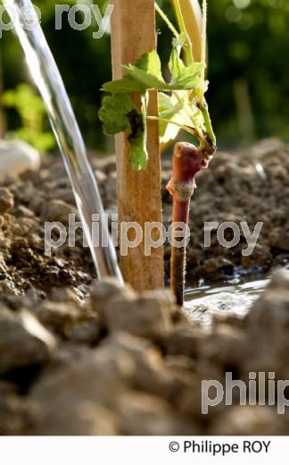Plantation vigne, Vignoble de Bordeaux (33V31001.jpg)