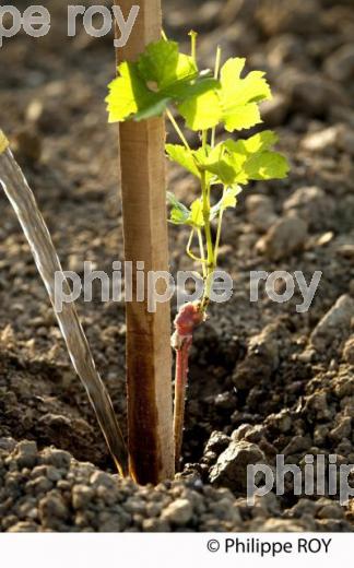 Plantation vigne, Vignoble de Bordeaux (33V31003.jpg)