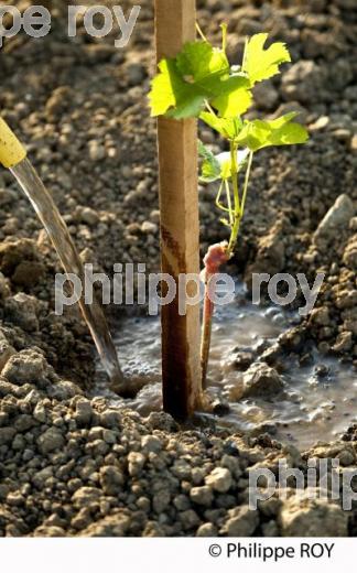 Plantation vigne, Vignoble de Bordeaux (33V31005.jpg)