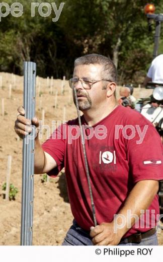 Plantation vigne, Vignoble de Bordeaux (33V31008.jpg)