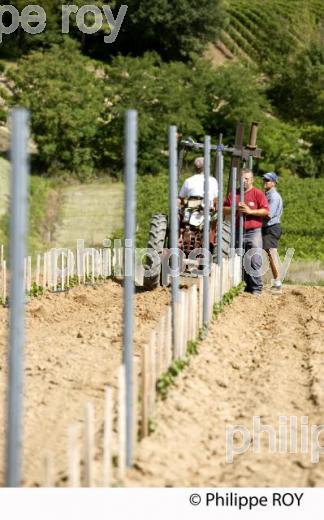 Plantation vigne, Vignoble de Bordeaux (33V31010.jpg)