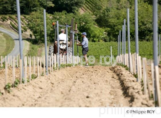 Plantation vigne, Vignoble de Bordeaux (33V31011.jpg)