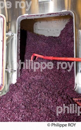 Vinification, Vins de Bordeaux, Ecoulage (33V31121.jpg)
