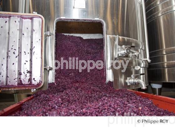 Vinification, Vins de Bordeaux, Ecoulage (33V31124.jpg)