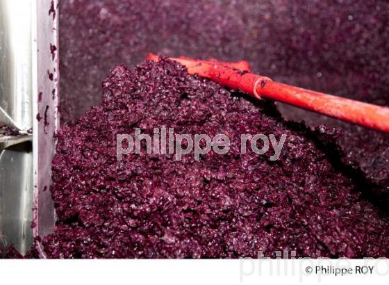 Vinification, Vins de Bordeaux, Ecoulage (33V31125.jpg)