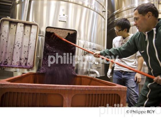 Vinification, Vins de Bordeaux, Ecoulage (33V31128.jpg)