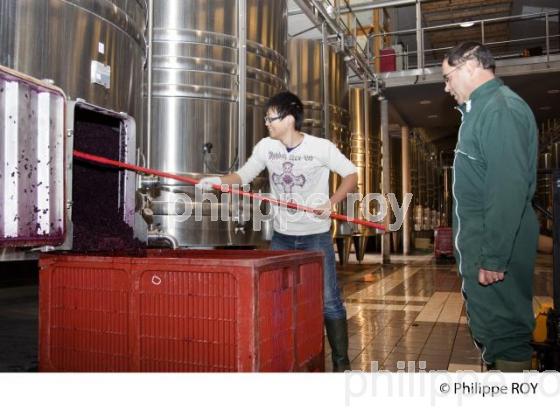 Vinification, Vins de Bordeaux, Ecoulage (33V31129.jpg)