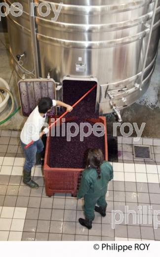 Vinification, Vins de Bordeaux, Ecoulage (33V31131.jpg)