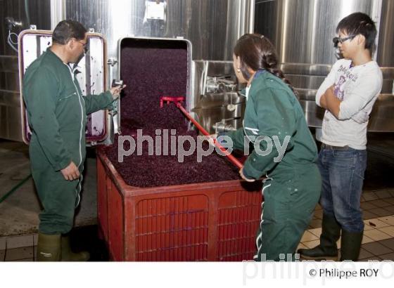 Vinification, Vins de Bordeaux, Ecoulage (33V31140.jpg)
