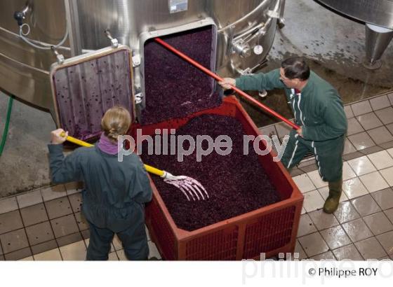 Vinification, Vins de Bordeaux, Ecoulage (33V31201.jpg)