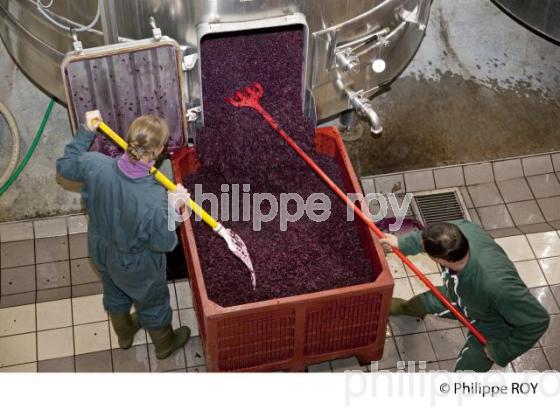 Vinification, Vins de Bordeaux, Ecoulage (33V31202.jpg)