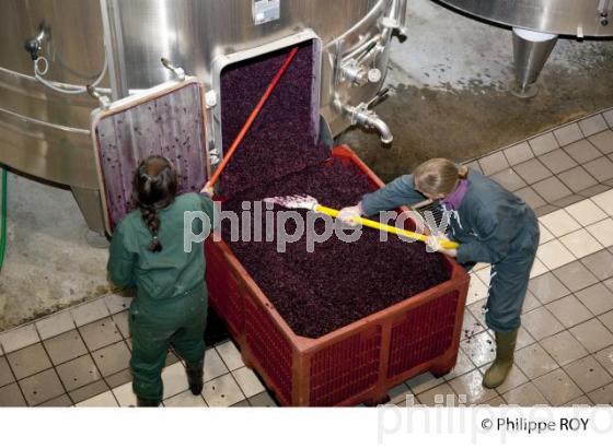 Vinification, Vins de Bordeaux, Ecoulage (33V31203.jpg)