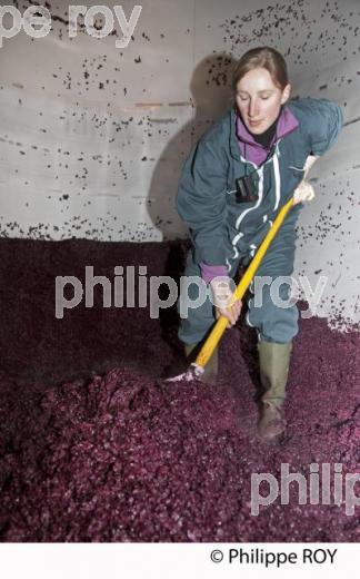 Vinification, Vins de Bordeaux, Ecoulage (33V31210.jpg)