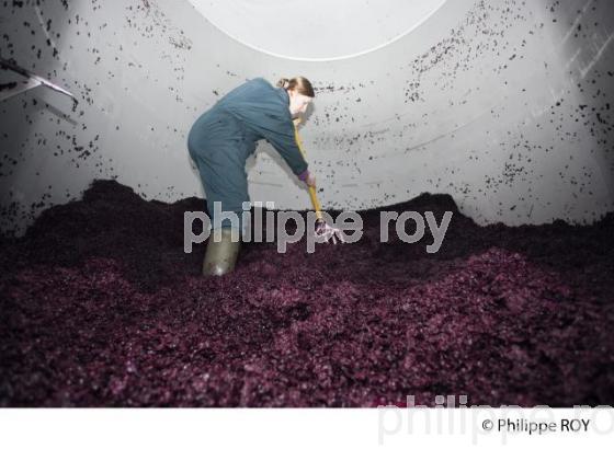 Vinification, Vins de Bordeaux, Ecoulage (33V31212.jpg)