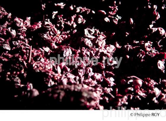 Vinification, Vins de Bordeaux, Ecoulage (33V31222.jpg)