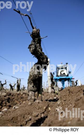 Travail de sol  - Vignoble du Medoc-Gironde (33V31509.jpg)