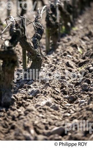 Travail de sol  - Vignoble du Medoc-Gironde (33V31512.jpg)