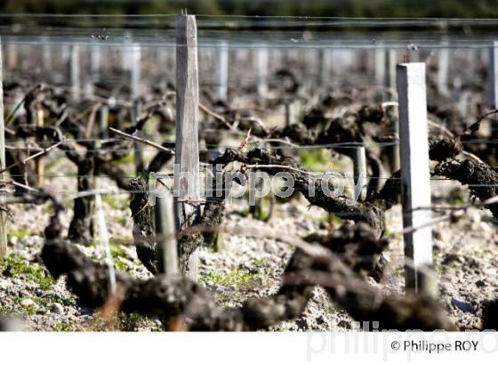 Travail de sol  - Vignoble du Medoc-Gironde (33V31516.jpg)