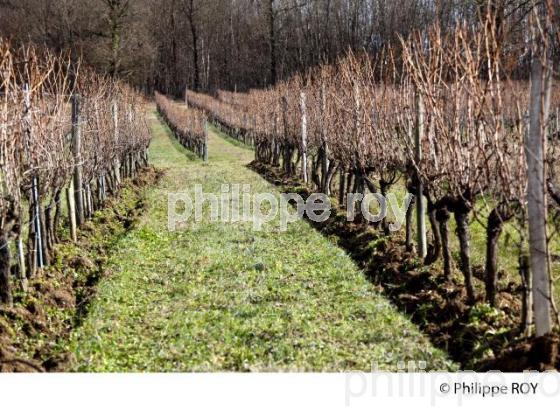 Travail de sol - Hiver - Vignoble de Bordeaux (33V31539.jpg)
